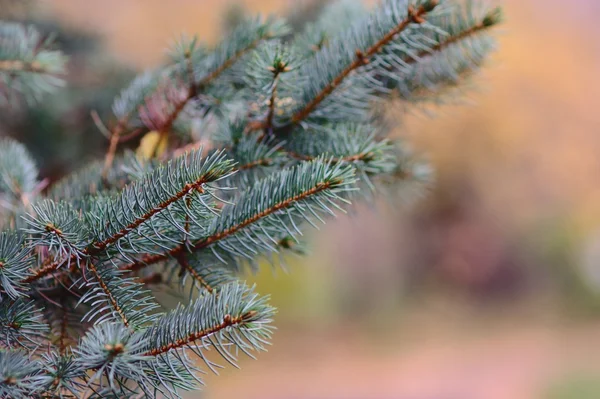 Fir-tree branch — Stock Photo, Image