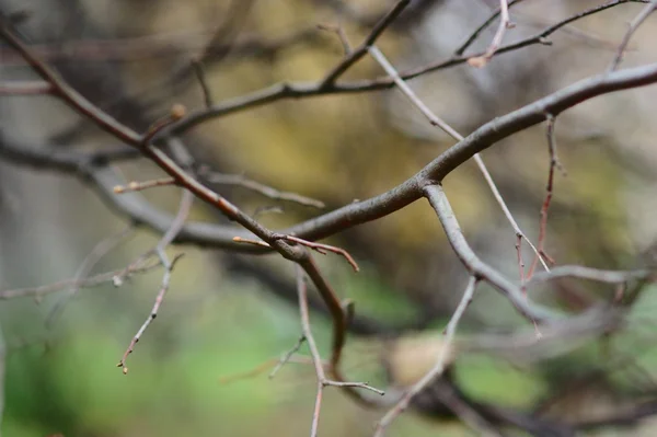 Modèle de branche — Photo