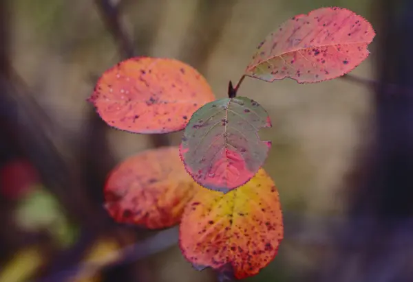 Scarlet autumn leaves — Stock Photo, Image