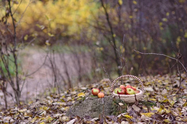 Apples in the autumn park — Stock Photo, Image