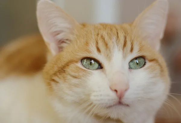 Retrato de gato ruivo — Fotografia de Stock