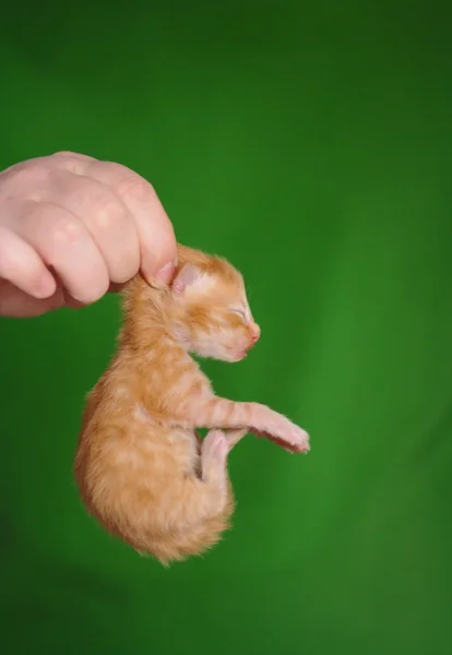 Hand innehav kattunge av kragen — Stockfoto