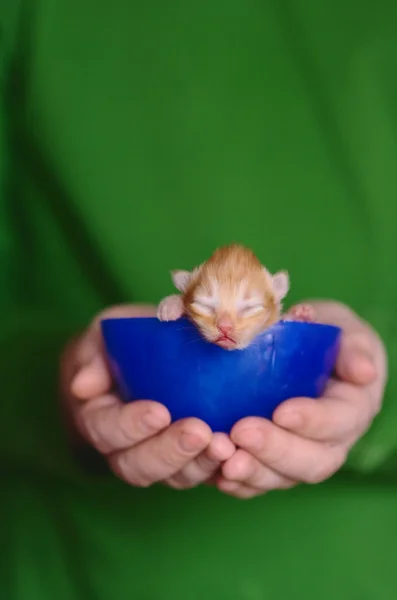 Ginger kitten sitting in large blue cup — Stock Photo, Image
