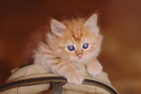 Tatlı kırmızı kedi yavrusu. — Stok fotoğraf