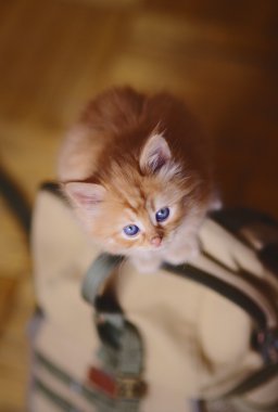 çanta üzerinde oturan kırmızı kedi yavrusu