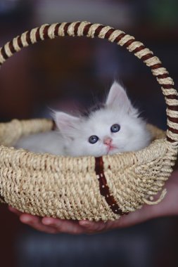 sepet içinde oturan beyaz yavru kedi