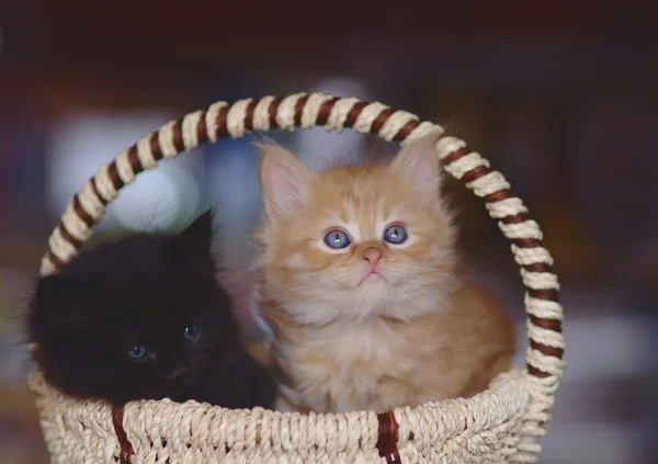 Два котенка рыжие и черные сидят в корзине — стоковое фото