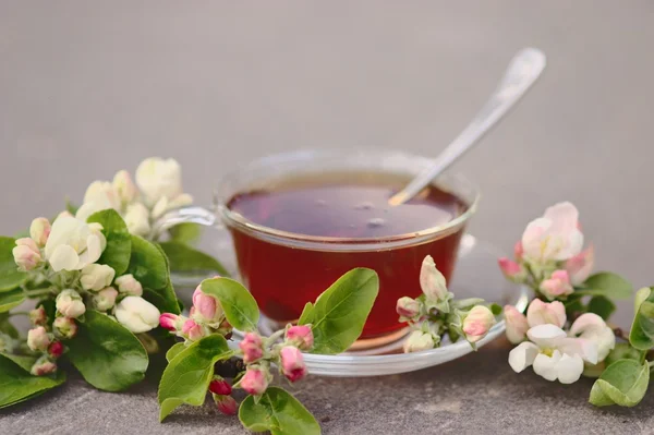 Cup of tea with blooming apple tree branch — Stock Photo, Image