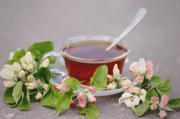 Cup of tea with blooming apple tree branch — Stock Photo, Image