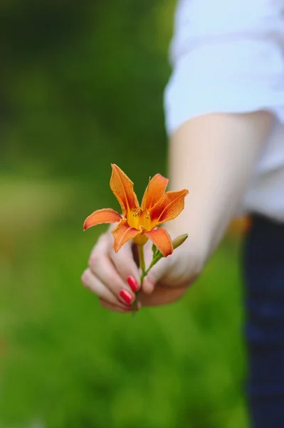 Donne mano tenendo bel fiore di giglio arancione — Foto Stock