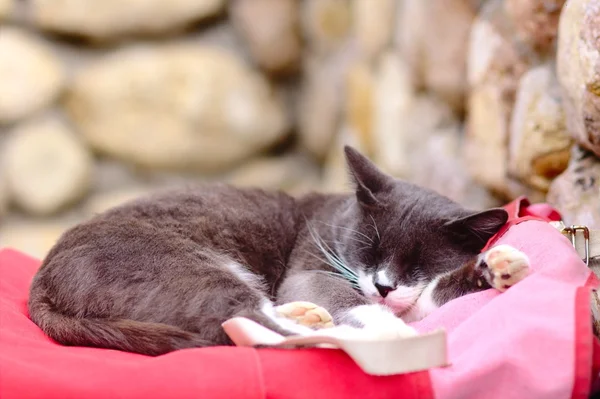 Street Grey Cat спит на красном мешке — стоковое фото