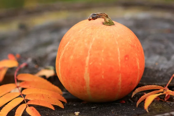 Dýně s podzim listí a jeřabinovo — Stock fotografie