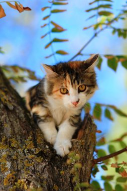 tekir kedi bir ağaçta oturuyor