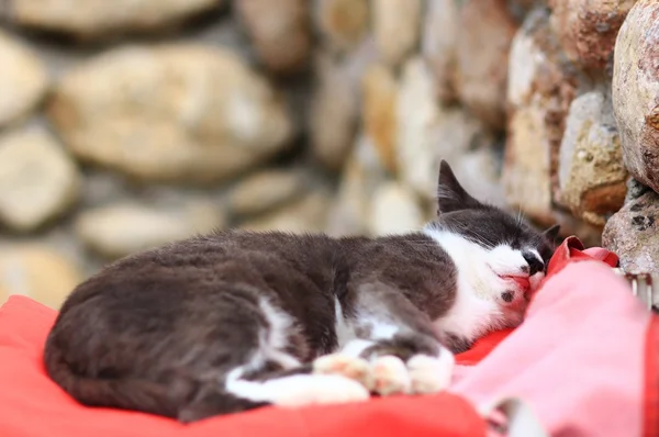 Street Grey Cat dorme sulla borsa rossa — Foto Stock