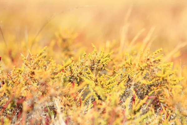 Salicornia   in the field — Stock Photo, Image