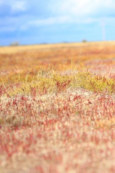 Summer background with Salicornia — Stock Photo, Image