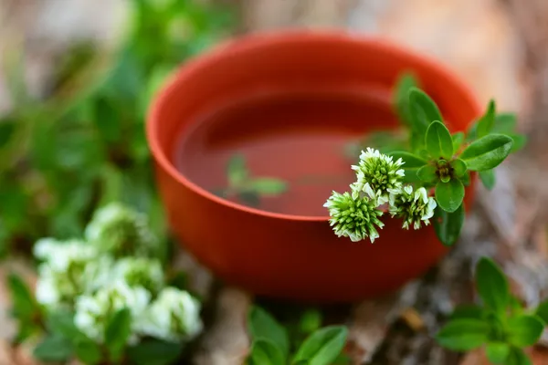Herbal Cup of tea with thyme and clover — Stock Photo, Image