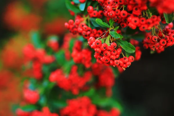 Bagas vermelhas de cotoneaster — Fotografia de Stock