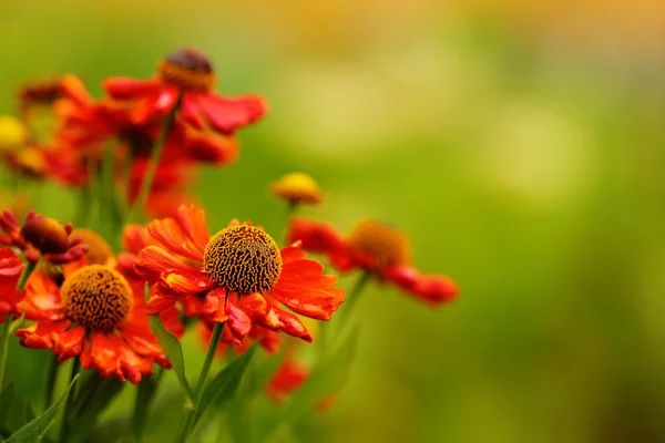 Krásné červené květy na pozadí trávy na zahradě — Stock fotografie