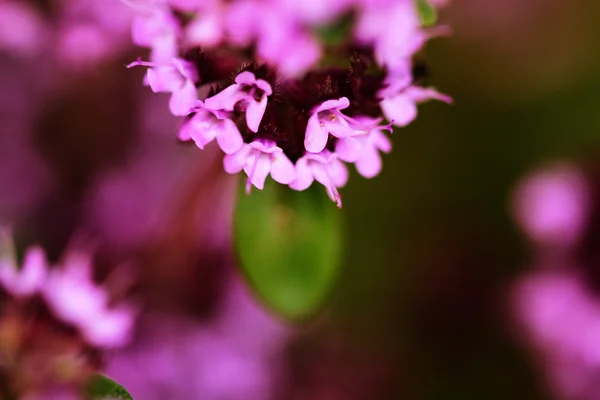 Macro fiore di timo rosa — Foto Stock