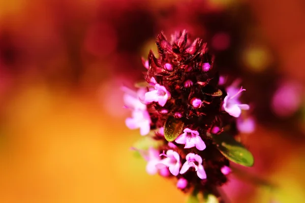 Timo fiore rosa macro — Foto Stock
