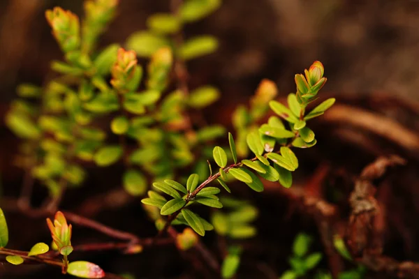 La branche de la canneberge — Photo