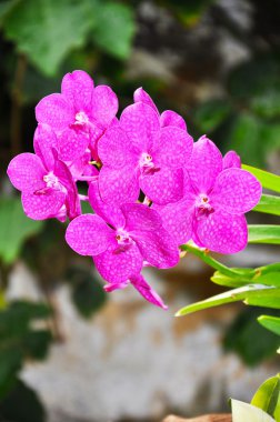 pembe Sardunya çiçeği