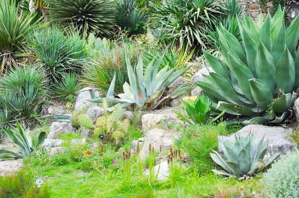 Cactus — Stock Photo, Image