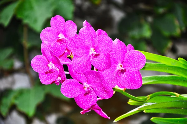 Fiore di geranio rosa — Foto Stock
