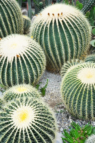 Cactus — Stock Photo, Image