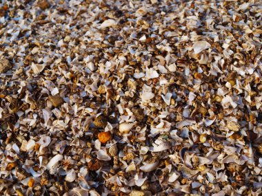 Deniz kabuğu arka plan