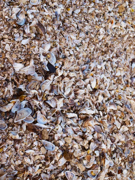 Sea shell achtergrond — Stockfoto