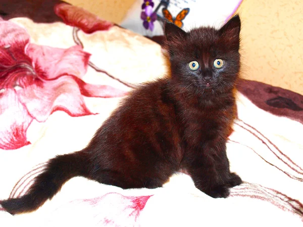 Black kitten — Stock Photo, Image