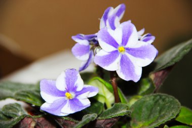 çiçek açması menekşeler çiçek tencerede