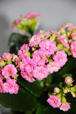 bir tencerede pembe aranjmani