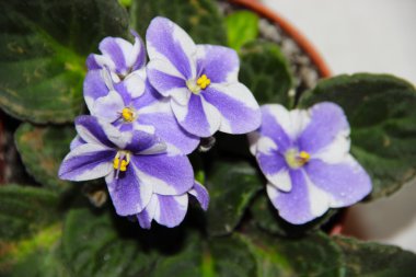 çiçek açması menekşeler çiçek tencerede