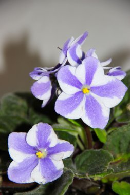 çiçek açması menekşeler çiçek tencerede