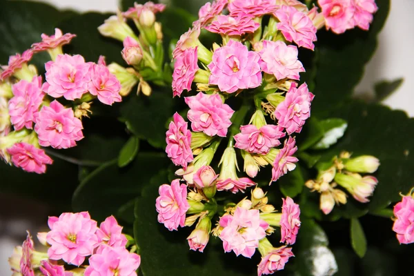 Roze kalanchoe in een pot — Stockfoto