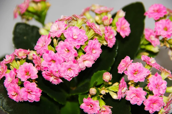 Pink kalanchoe in a pot — Stock Photo, Image