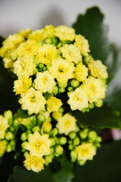 Yellow kalanchoe in a pot — Stock Photo, Image