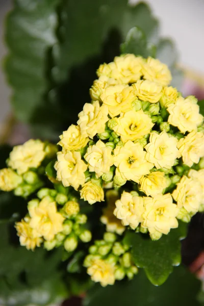 Yellow kalanchoe in a pot — Stock Photo, Image