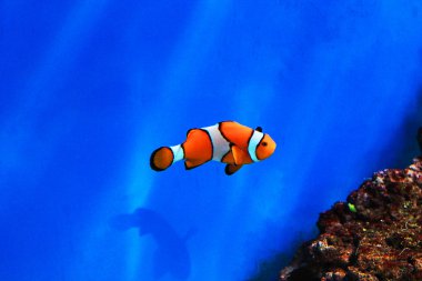 sevimli küçük balık bir akvaryum