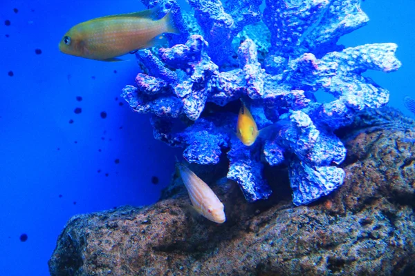 Niedliche kleine Fische im Aquarium — Stockfoto
