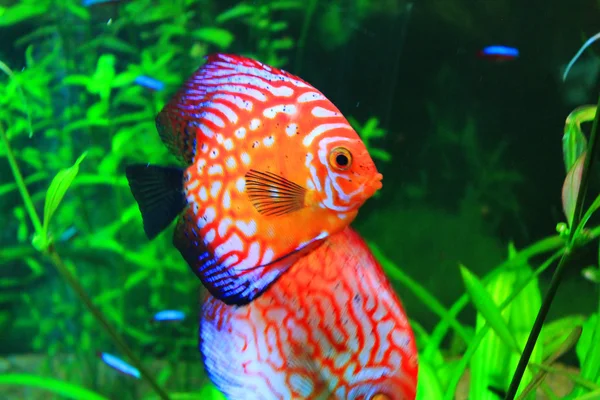 Schattige kleine vissen in een aquarium — Stockfoto