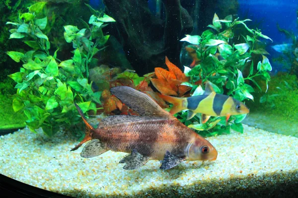 Cute little fish in an aquarium — Stock Photo, Image