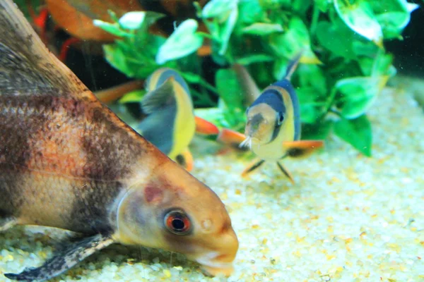 Niedliche kleine Fische im Aquarium — Stockfoto