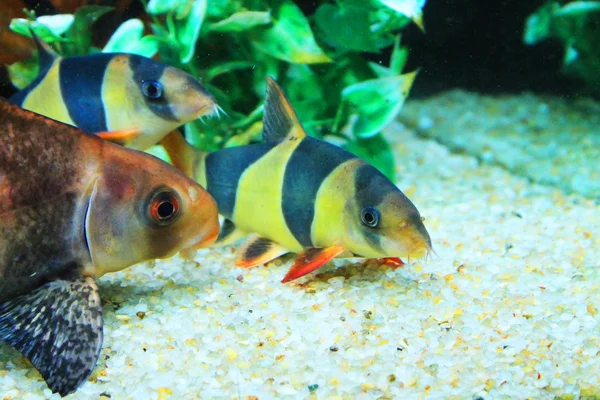 Niedliche kleine Fische im Aquarium — Stockfoto