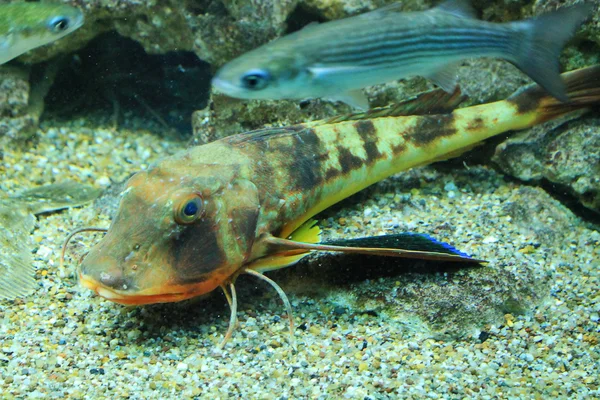 Cute little fish in an aquarium — Stock Photo, Image