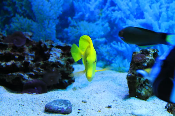 Schattige kleine vissen in een aquarium — Stockfoto