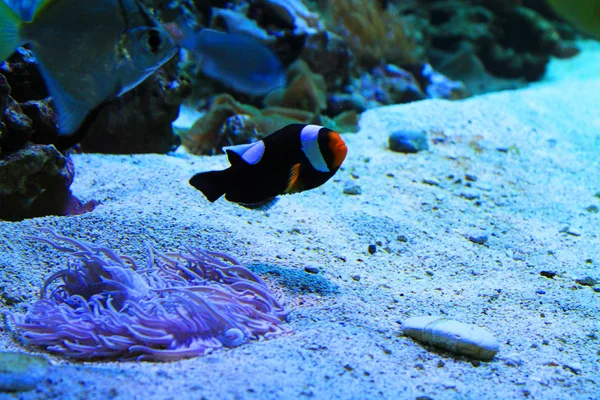 可爱的小鱼在水族馆 — 图库照片